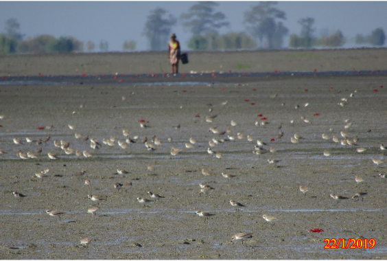 Birds in northern part of Nanthar Island